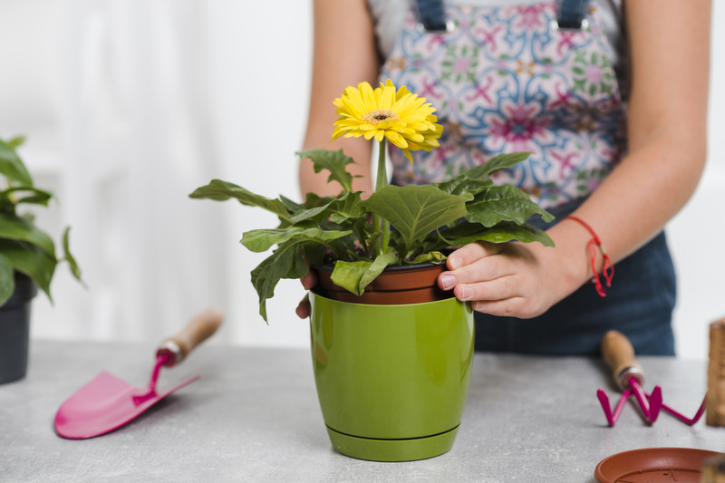 plant the sunflower plant properly for healthy growth